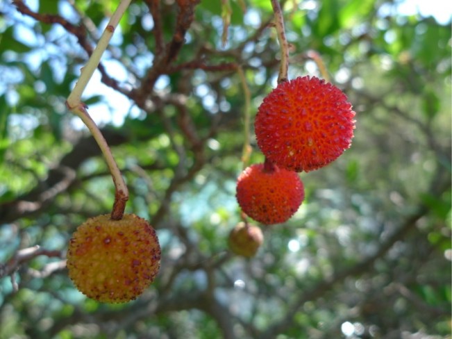 "Erdebeerbaum" am Weg nach Tahiti