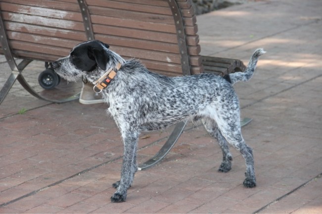 Unser Favorit - ein Mixto/Mixto