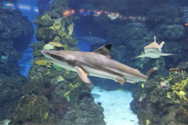 Aquarium Barcelona 3
