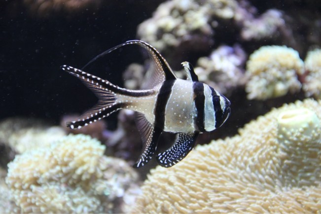 Aquarium Barcelona 5