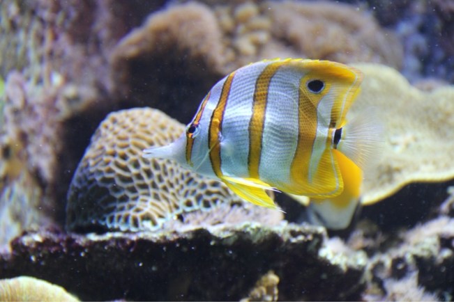 Aquarium Barcelona 4