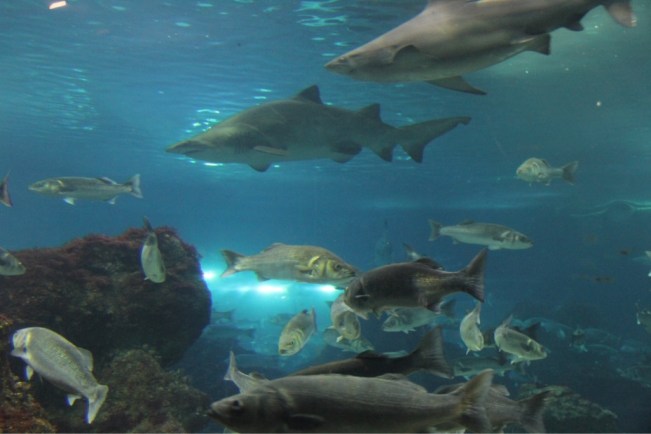 Aquarium Barcelona 7