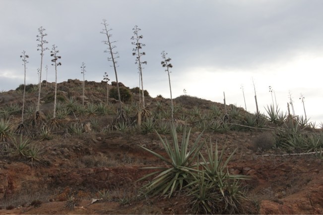 Agaven am Cabo de Gata
