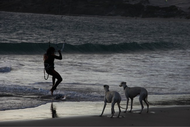 Endlich kommt das Herrchen - viele Surffreaks wohnen in Wohnmobilen am Strand