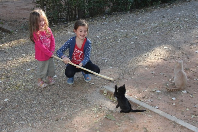 Baby-Kätzchen auf dem Campingplatz