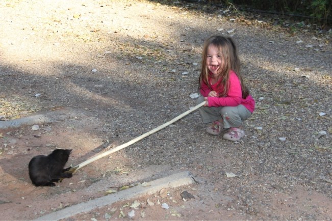 Baby-Kätzchen auf dem Campingplatz 2