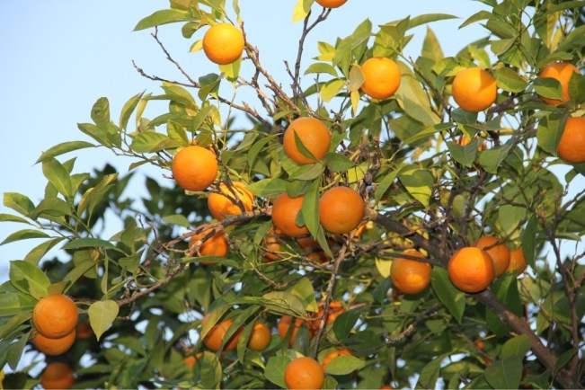 Orangenbäume überall