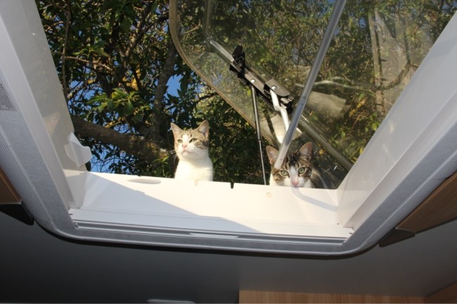 Katzen auf dem Wohnwagendach in Tarifa