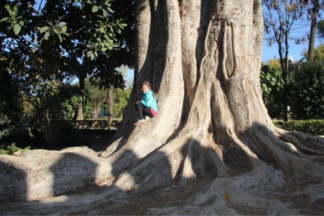 Riesengummibaum in den Gärten des Alcazar
