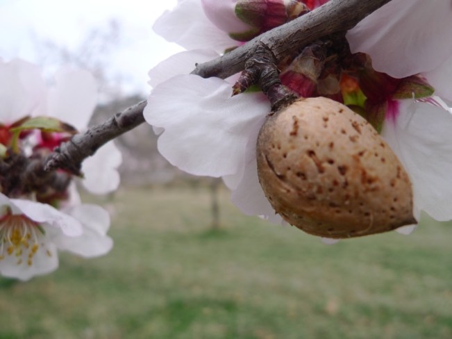 Die Mandelblüte ist in vollem Gange