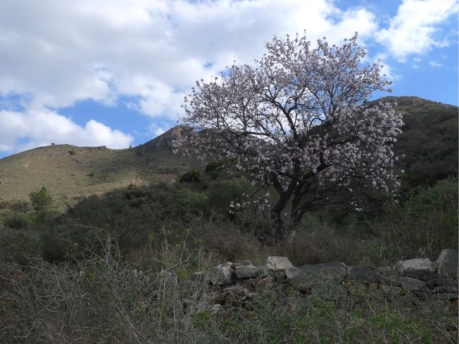 Es wird Frühling - die Tage werden länger und die Mandelbäume blühen!