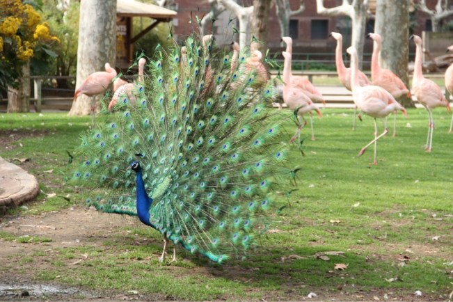 Als Dank schlägt er ein tolles Rad!