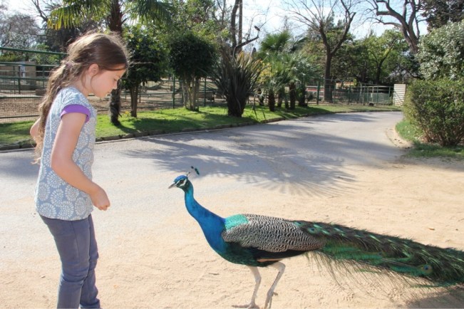 Der Pfau hat Hunger!