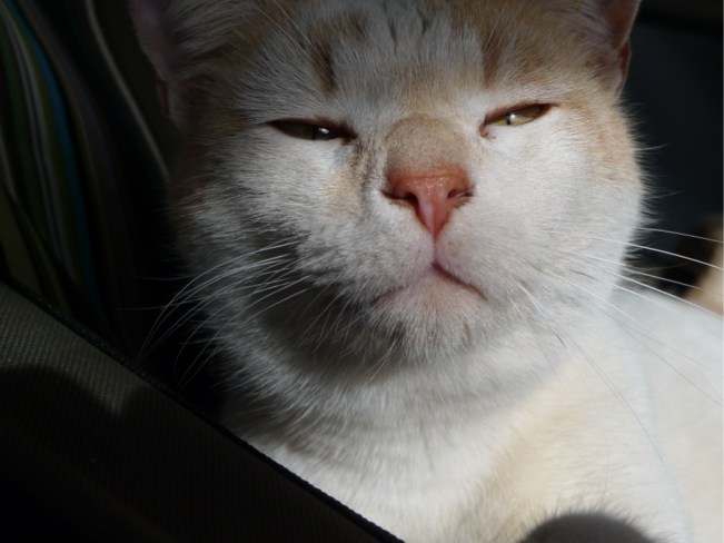 Mitzi macht eine Pause