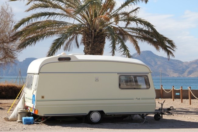 Avondale Mayfly vor einer Palme