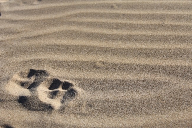 Da war schon jemand vor uns da!